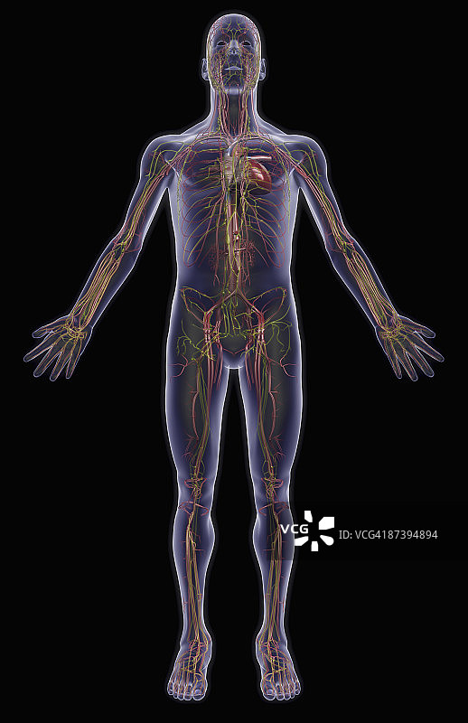 血管和淋巴系统图片素材