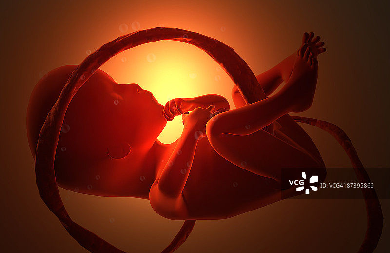 胚胎发育图片素材