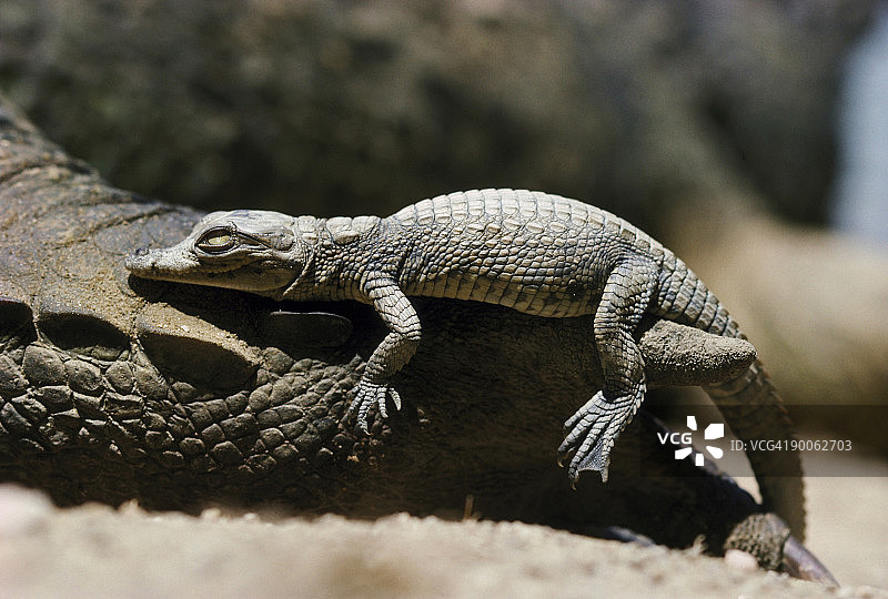尼罗河鳄鱼，6-8周大，生活在乌干达尼罗河图片素材