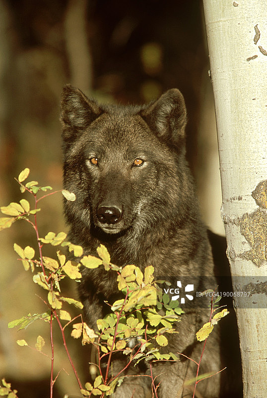 灰狼，怀俄明州的狼图片素材