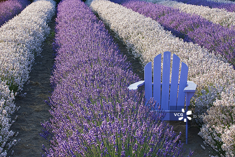 薰衣草的田野上有一个薰衣草的椅子图片素材