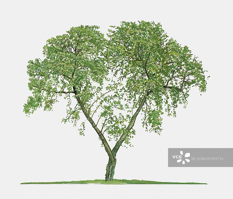 图示:枣树，一种夏季落叶的小乔木图片素材
