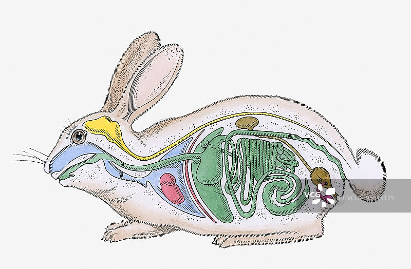 公兔内部解剖横切面图图片素材