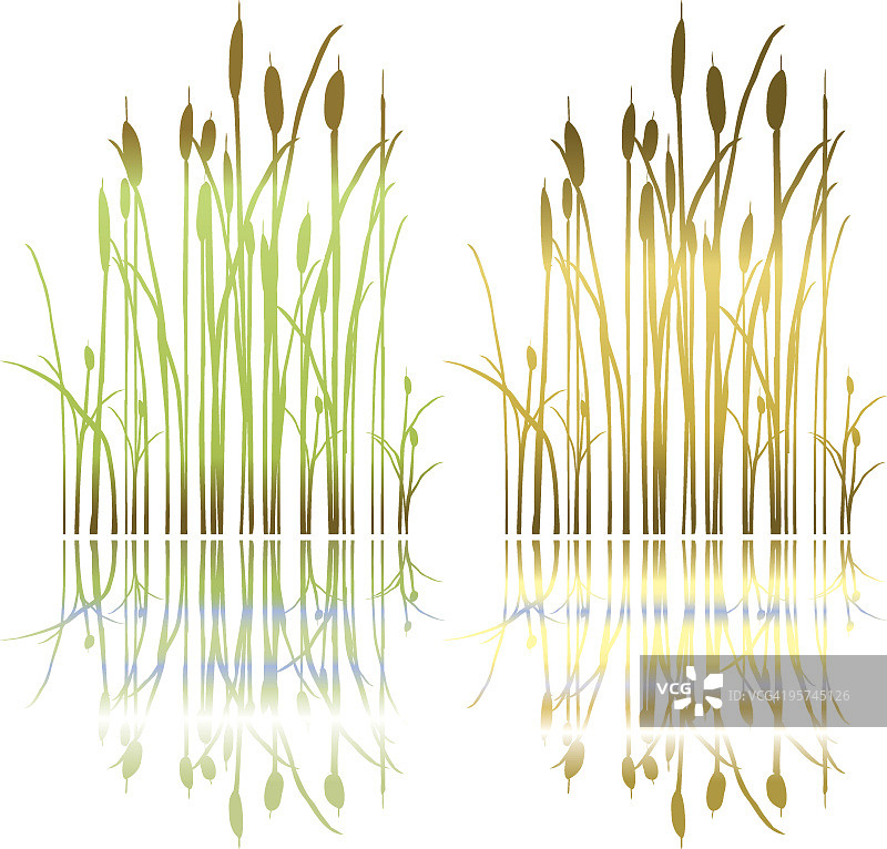 简单绘制沼泽香蒲植物在春天和秋天的颜色图片素材