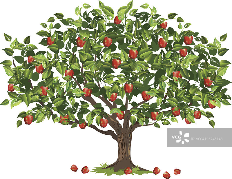 满是成熟果实准备收割的苹果树图片素材