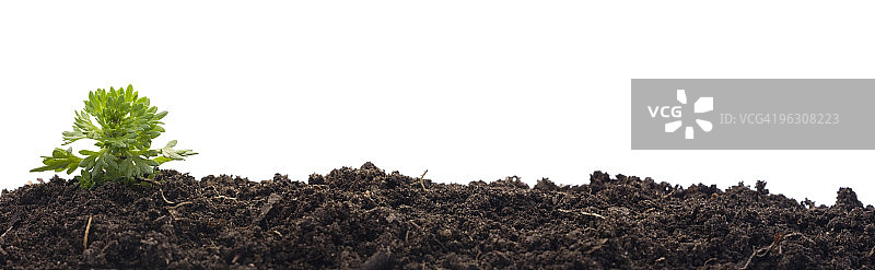 土壤中生长的小苔藓(XXL)图片素材