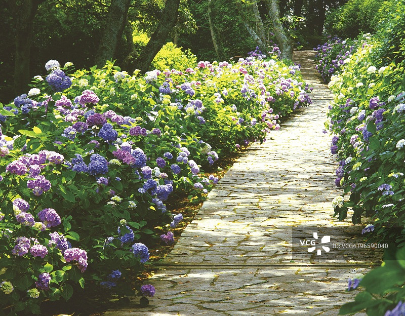 日本静冈县下田市下田公园，铺满绣球花的石头人行道图片素材