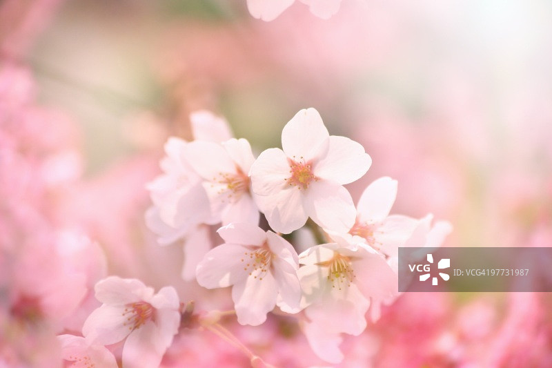 樱桃树上的花朵特写图片素材