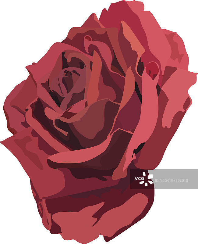 可爱的红玫瑰图片素材