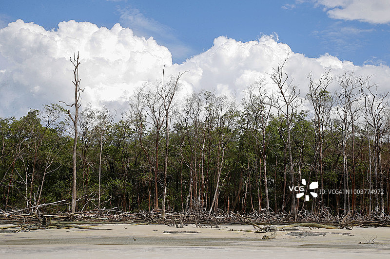 被海洋破坏的大西洋森林的树干图片素材