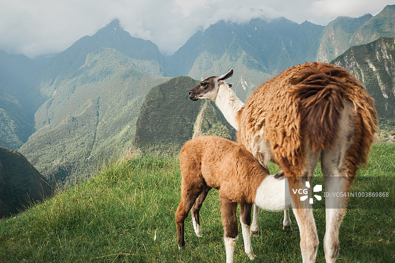 拉玛和她的孩子俯瞰秘鲁古城马丘比丘遗址。图片素材