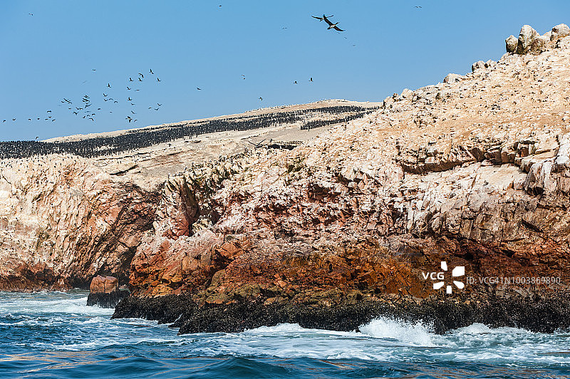 在巴列斯塔斯岛的红色悬崖上筑巢的秘鲁鹈鹕、蓝脚鲣鸟和Guanay鸬鹚等海鸟。图片素材