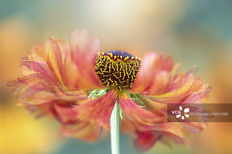 美丽的夏季开花的橙色氦花也被称为喷嚏草，以柔和的背景拍摄图片素材