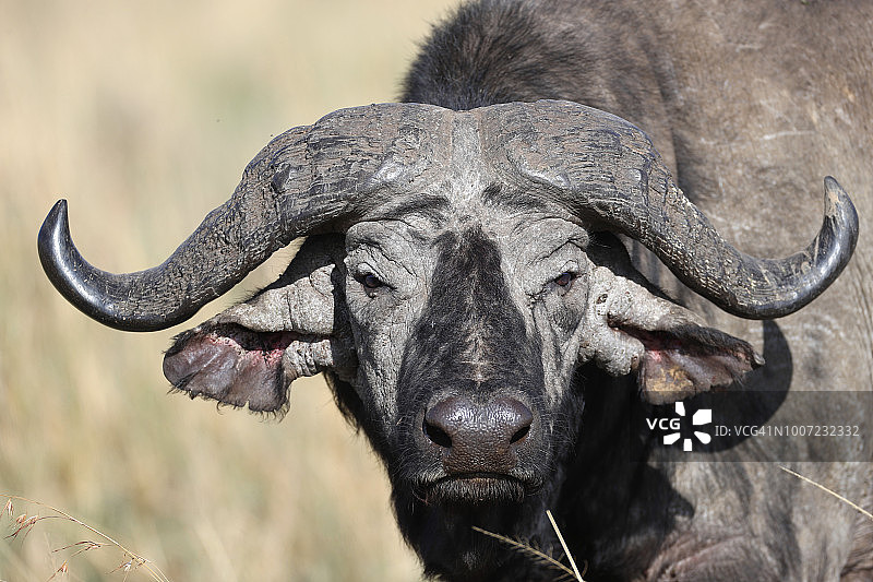 非洲水牛的肖像，马赛马拉野生动物保护区，肯尼亚，东非，非洲图片素材