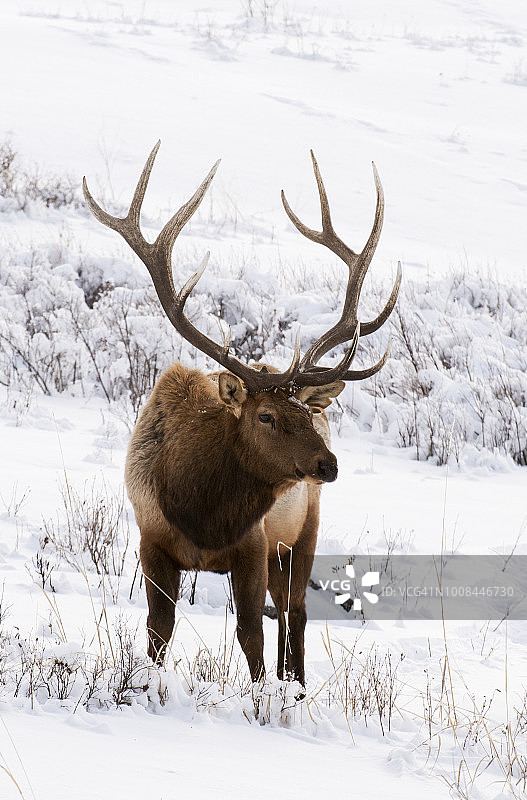 麋鹿，公牛，冬天，蒙大拿图片素材