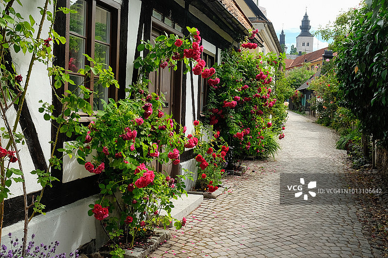 维斯比的一条小街上，盛开的玫瑰和房子一起生长，背景是一座教堂图片素材