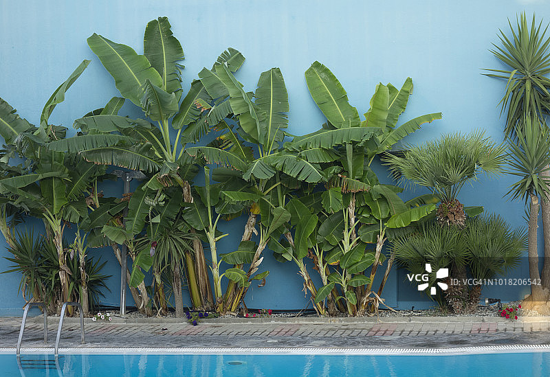 欧洲，希腊，2018:酒店游泳池旁种植的香蕉植物图片素材