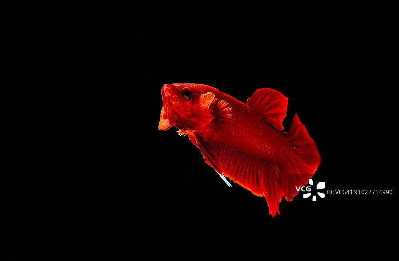 斗鱼超级红色(花式龙)或暹罗战斗鱼在黑色的背景图片素材