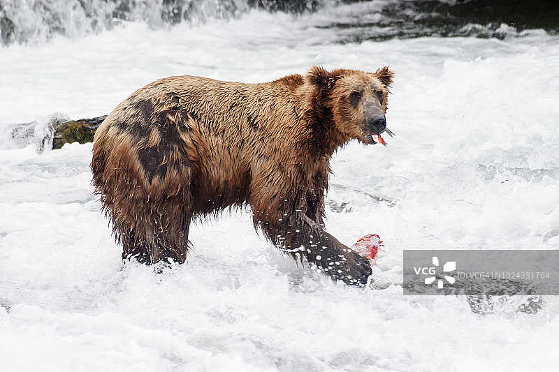 棕熊在河里吃鲑鱼图片素材