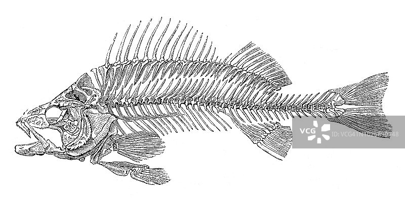 鲈鱼骨架，鲈鱼，1875年图片素材