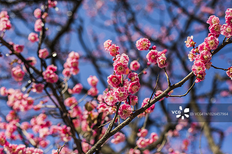 樱花，东京，日本图片素材