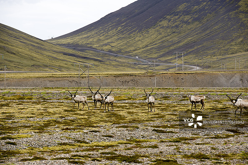 冰岛东部霍夫附近的六只驯鹿图片素材