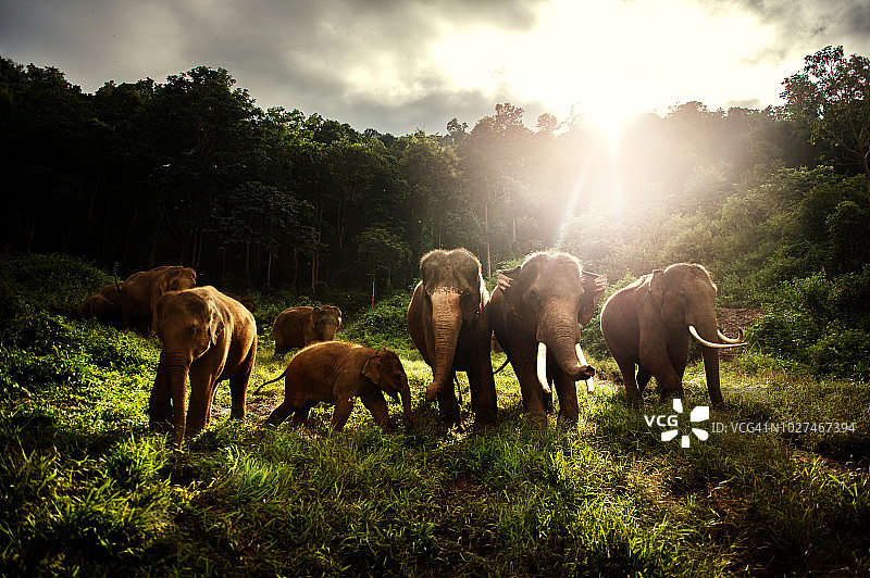 在野外吃青草的亚洲象群图片素材