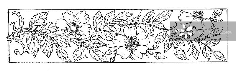维多利亚风格的黑色和白色椭圆形页眉或页脚与花和树叶;英语画报杂志1892年图片素材