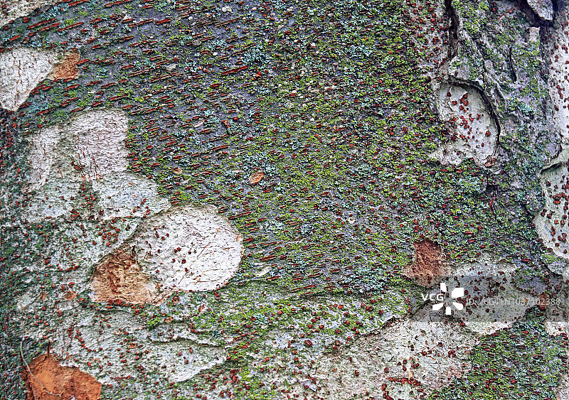 泽尔科娃塞拉塔树皮，也叫日本泽尔科娃，日本榆树，或Keyaki图片素材