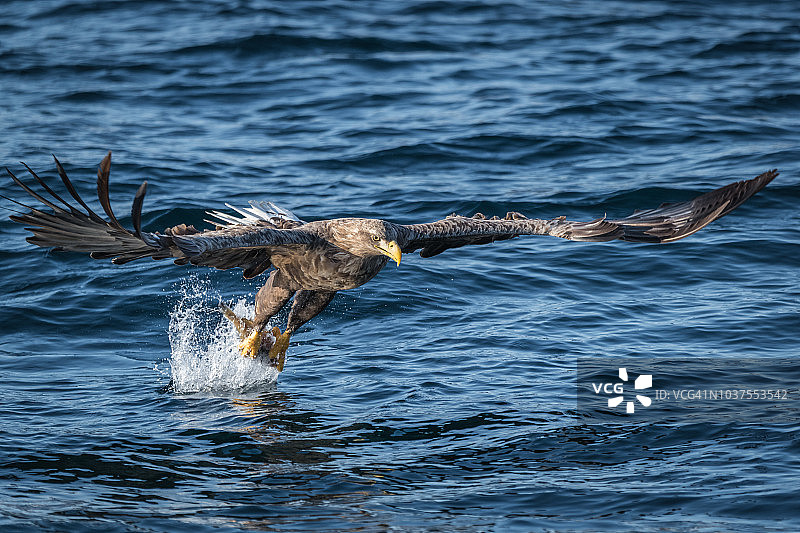日本北海道知床半岛冬季在海面上狩猎的展翅白尾鹰图片素材