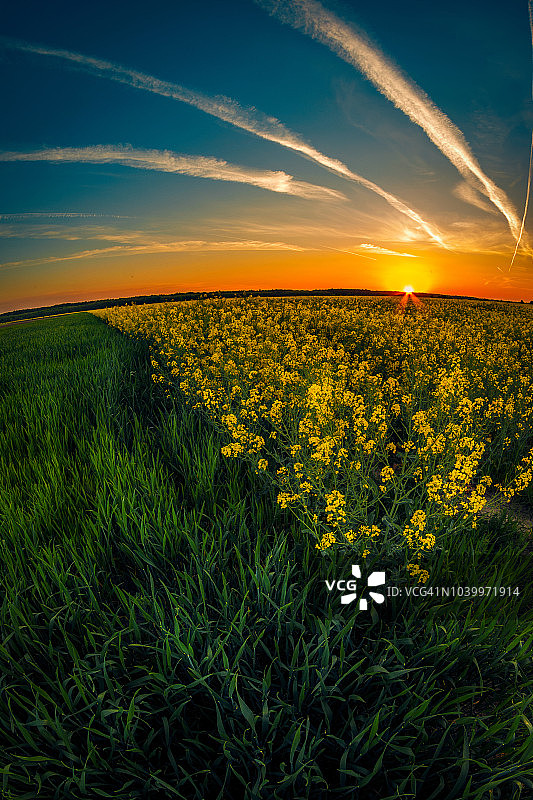 日落时分，麦田旁边的黄色油菜籽田开满了花图片素材