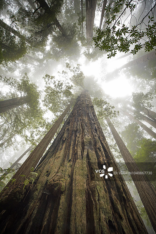 低角度的红杉树在森林，加利福尼亚。美国。图片素材