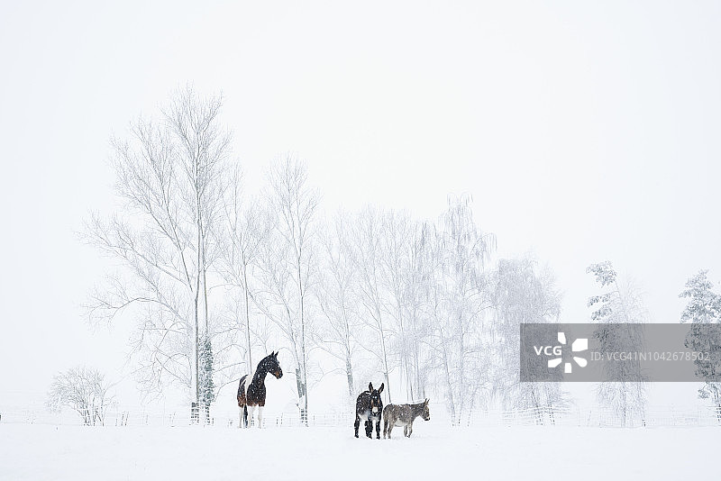 雪地里的马和驴图片素材
