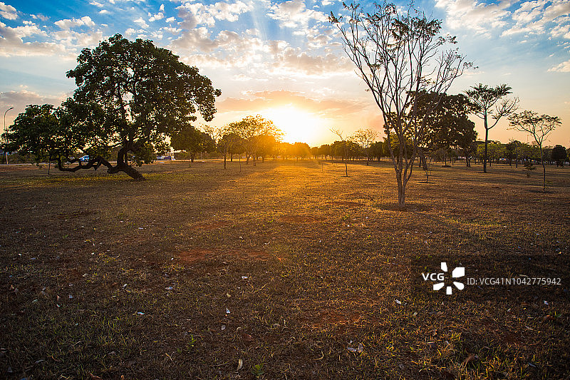 巴西巴西利亚塞拉多的日落和树。图片素材
