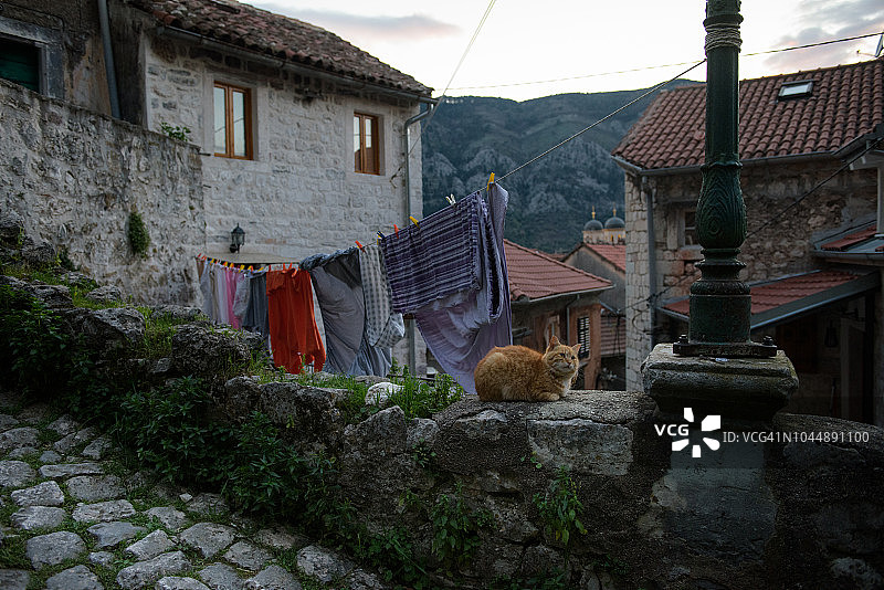 黑山历史小镇科托尔的猫。图片素材