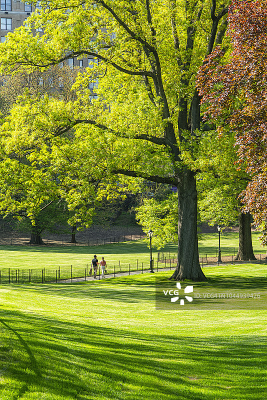 2018年5月9日，美国纽约中央公园，人们走在草坪之间的小路上，草坪被新鲜的绿树环绕，阳光照射。图片素材