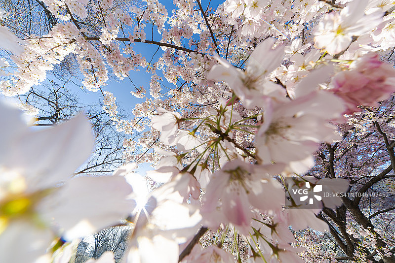 2018年4月24日，美国纽约中央公园，春天的阳光从中央公园西边的建筑上照亮了樱花。图片素材