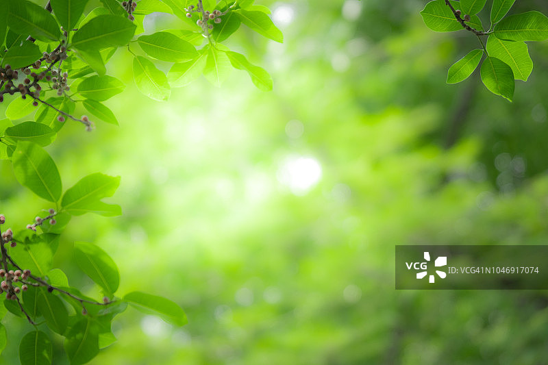 近距离观看自然绿叶在模糊的绿色树木背景与阳光在公共花园公园。图片素材