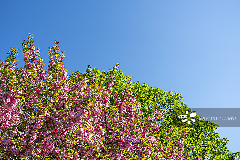 2018年5月8日，在美国纽约大草坪中央公园，樱花和绿树在阳光的照射下生长。图片素材