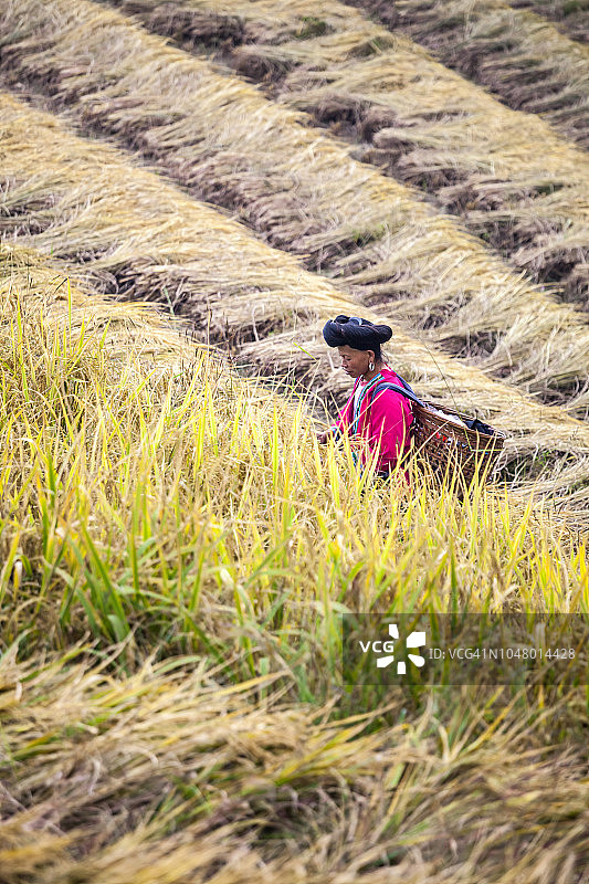 中国桂林，水稻梯田上的瑶族妇女图片素材