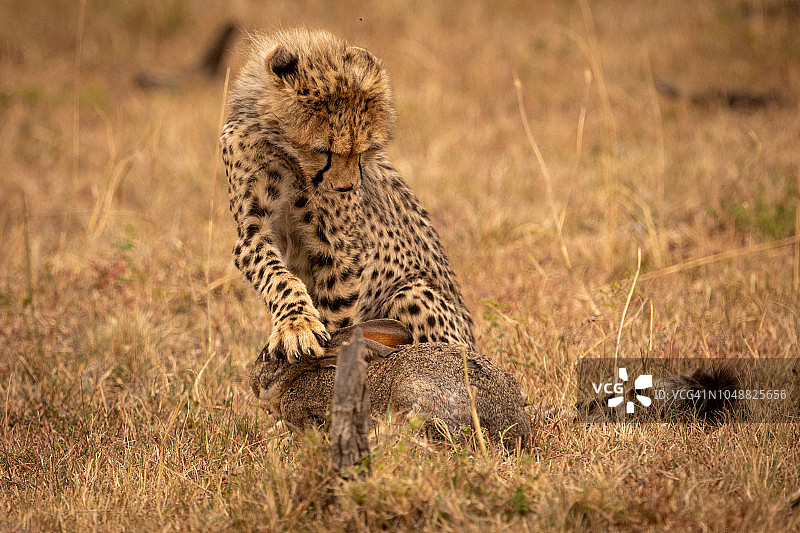 猎豹幼崽在草地上用爪子抓野兔图片素材