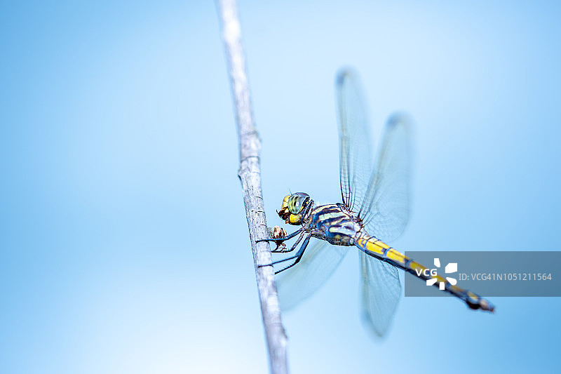 树枝上的蜻蜓在模糊的蓝天背景上图片素材