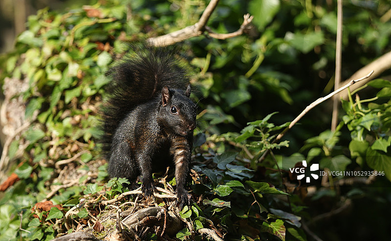 一只稀有可爱的黑松鼠(小松鼠)坐在一棵爬满常春藤的倒下的树上，小心地看着。图片素材