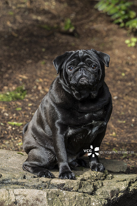 黑色哈巴狗的肖像(犬的熟悉)，雷德蒙德，华盛顿州，美国图片素材