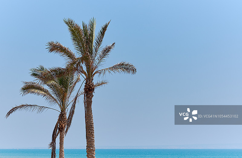 棕榈树和地中海为背景图片素材