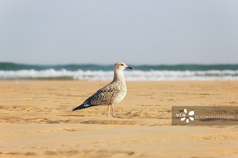 年轻的海鸥站在海滩上图片素材