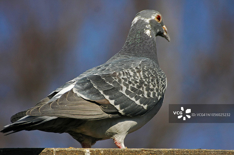 一只鸽子的肖像，笼子上的银灰色鸽子，动物，罗马尼亚图片素材