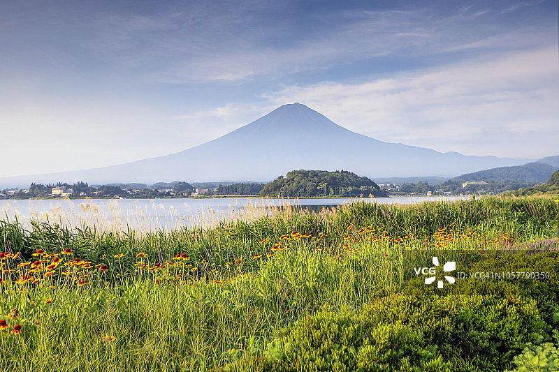 日本Kawaguchiko湖大石公园的富士山夏日清晨图片素材