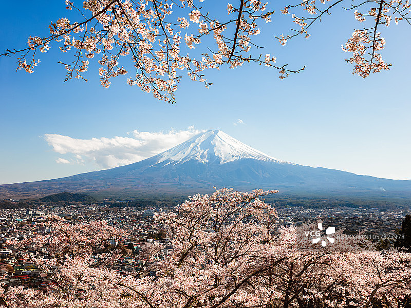 日本富士五湖，富士山和盛开的樱花树图片素材