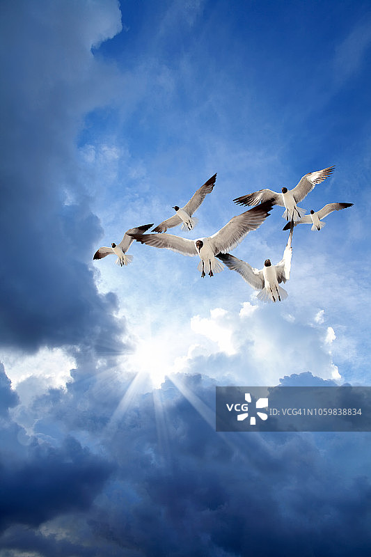 一群黑头海鸥飞过多云的天空图片素材